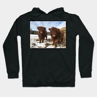 Scottish Highland Cattle Calves 1944 Hoodie